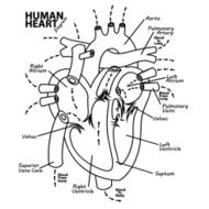 Human heart diagram anatomy tattoo