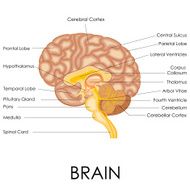 Human Brain Anatomy N2