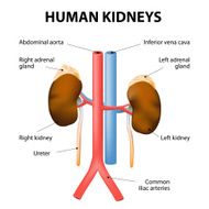 Kidneys adrenal glands aorta and vena cava Human anatomy