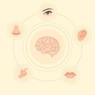 senses