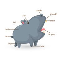 hippo vocabulary part of body vector