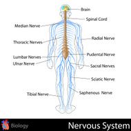 Nervous System N4