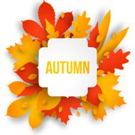 Autumn background with leaves N12