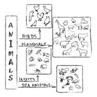 Animals Chalk Infographic