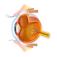 Human Eye Diagram N8