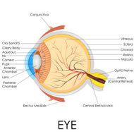 Human eye anatomy N3