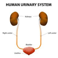 Human Urinary System N4