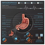 Stomach And Digestive Tract Anatomy System Medical Infographic Infochart