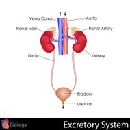 Excretory System N3