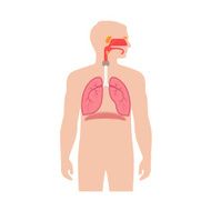 Human respiratory system N28