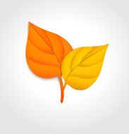 Autumn leaves Vector illustration