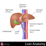 Human Liver Anatomy N2