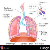 Human Lungs N5
