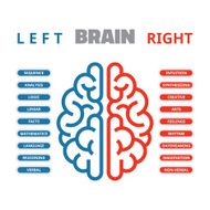 Left and right human brain vector illustration N9