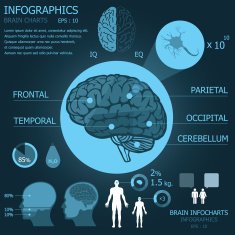 Illustrated infographic chart about the brain