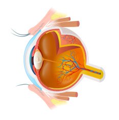 Human Eye Diagram N8
