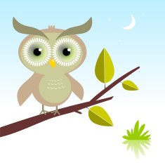 owl N62