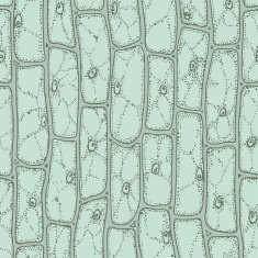 Plant cell pattern