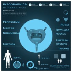 Bladder Infographic Infocharts Health And Medical