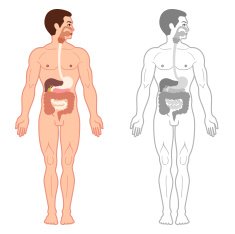human digestive system N8