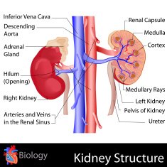 Kidney Anatomy N3