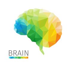 brain polygon