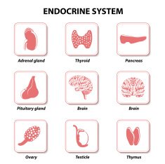 Endocrine system Set icons