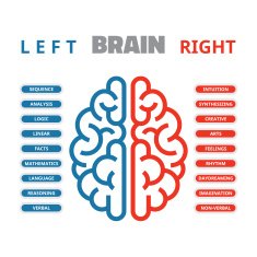 Left and right human brain vector illustration N9