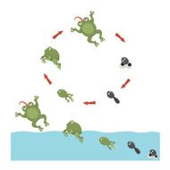 Life cycle of frog N8