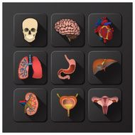 Internal Organs Medical And Health Icon Set