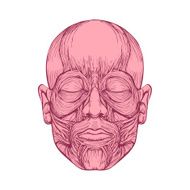 muscle of faces