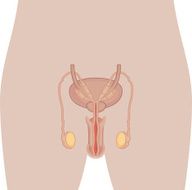 Human Body Anatomy - Male Reproduction Organ