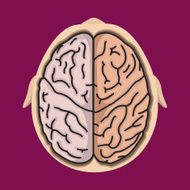 Brain System N2