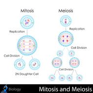 mitosis and meiosis N2