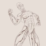 Vector Human Muscle Anatomy N3