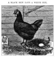 Black hens lay white eggs