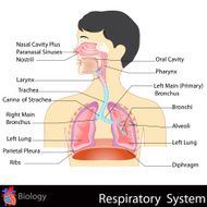 Respiratory System N6