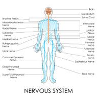 Nervous System N5