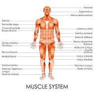 Muscular System N3