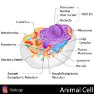 Animal Cell N11