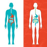 Digestive System N16