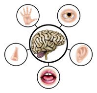 Five Senses Brain N2