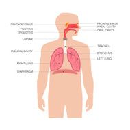 Human respiratory system N29