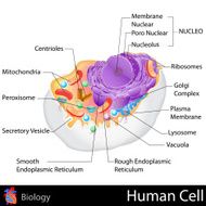 Human Cell N2