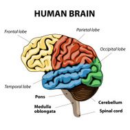 Human Brain Anatomy N6