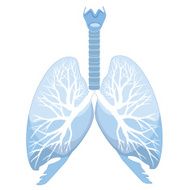 Human lungs and bronchi structure