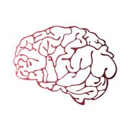 Brain N44