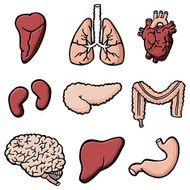 Human Internal Organs N2