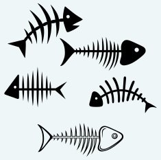 Fish Skeleton N12