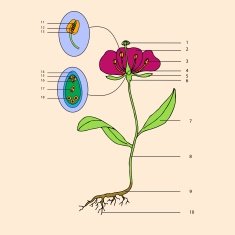 Botanic flower morphology free image download